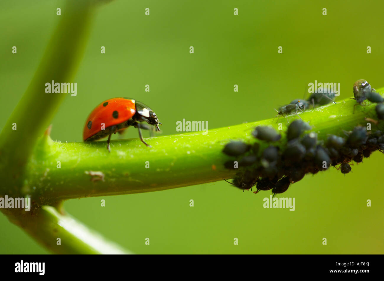 Sieben gefleckten Marienkäfer ernähren sich von Blackfly im Garten, Essex Stockfoto