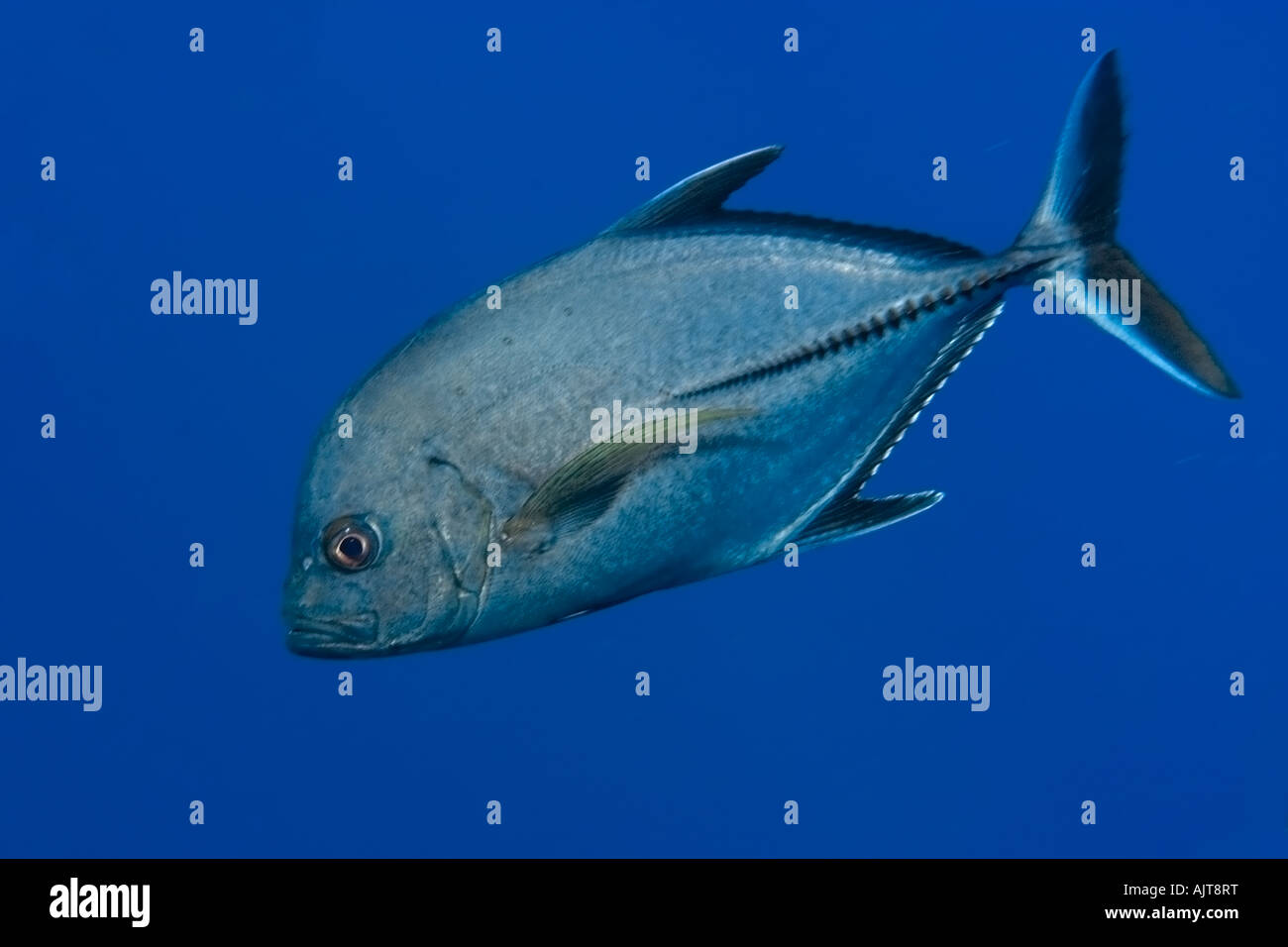 Black-Jack Caranx Lugubris St. Peter und St. Paul s rockt Atlantik Brasilien Stockfoto