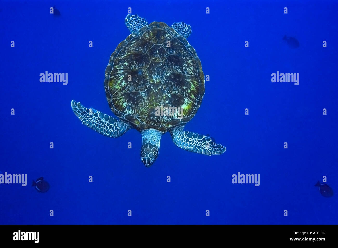 Grüne Meeresschildkröte Chelonia Mydas St. Peter und St. Paul s rockt Atlantik Brasilien Stockfoto