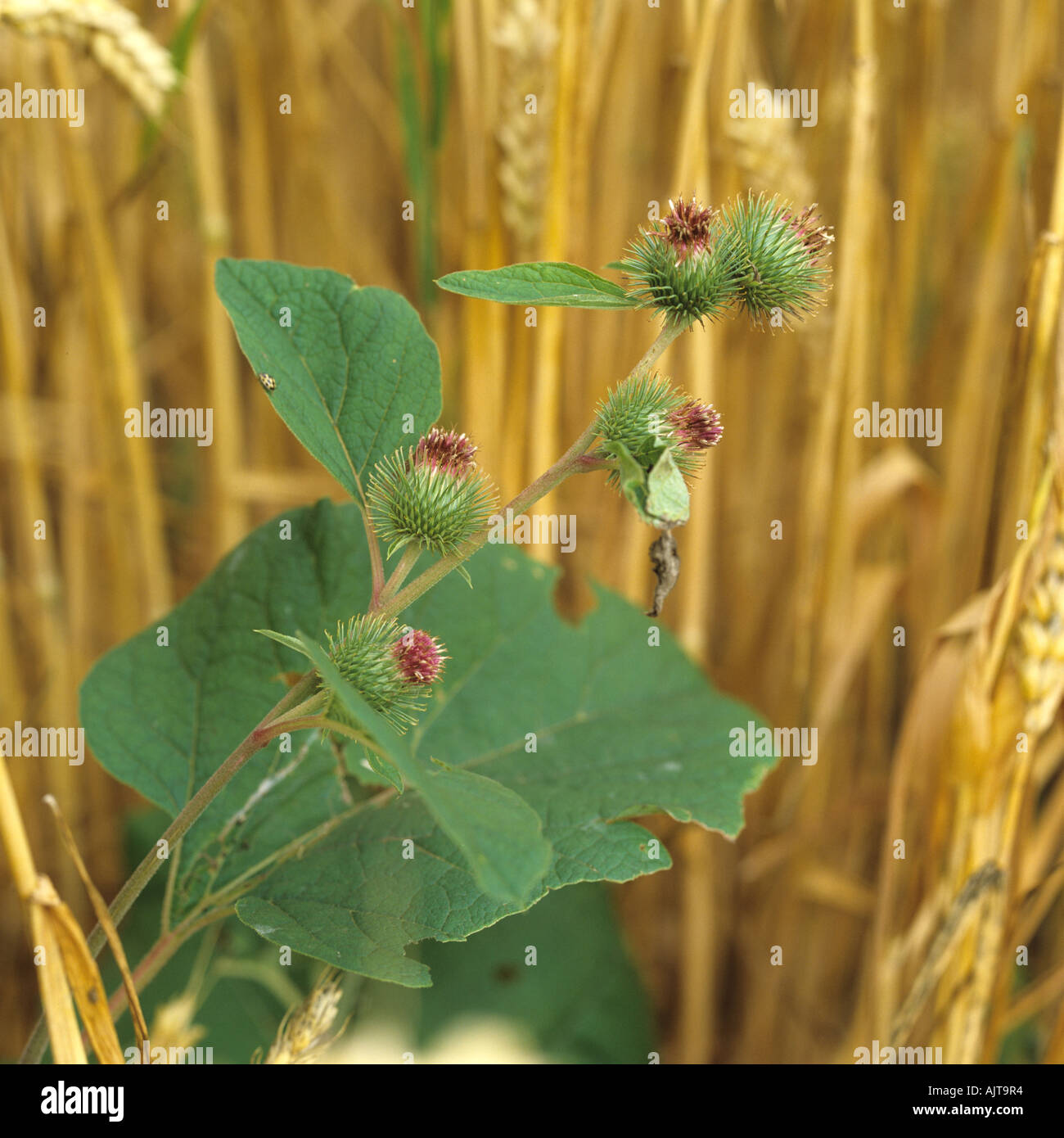 Klette Arctium minus Blüte und säen in einem Reifen Weizenernte Stockfoto
