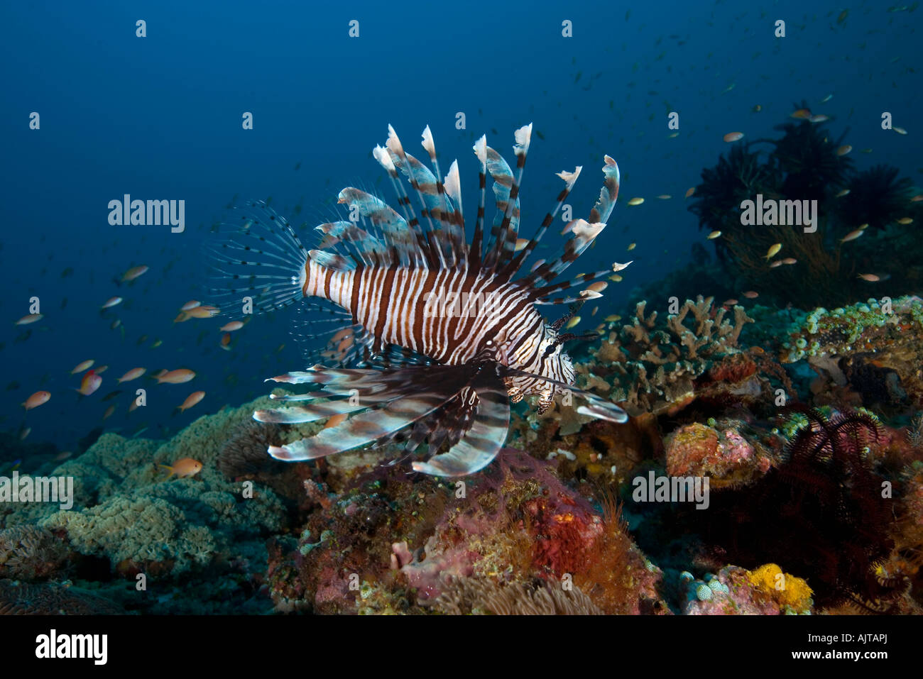 gemeinsamen Rotfeuerfisch Pterois Volitans Lombok Indischer Ozean Indonesien Stockfoto