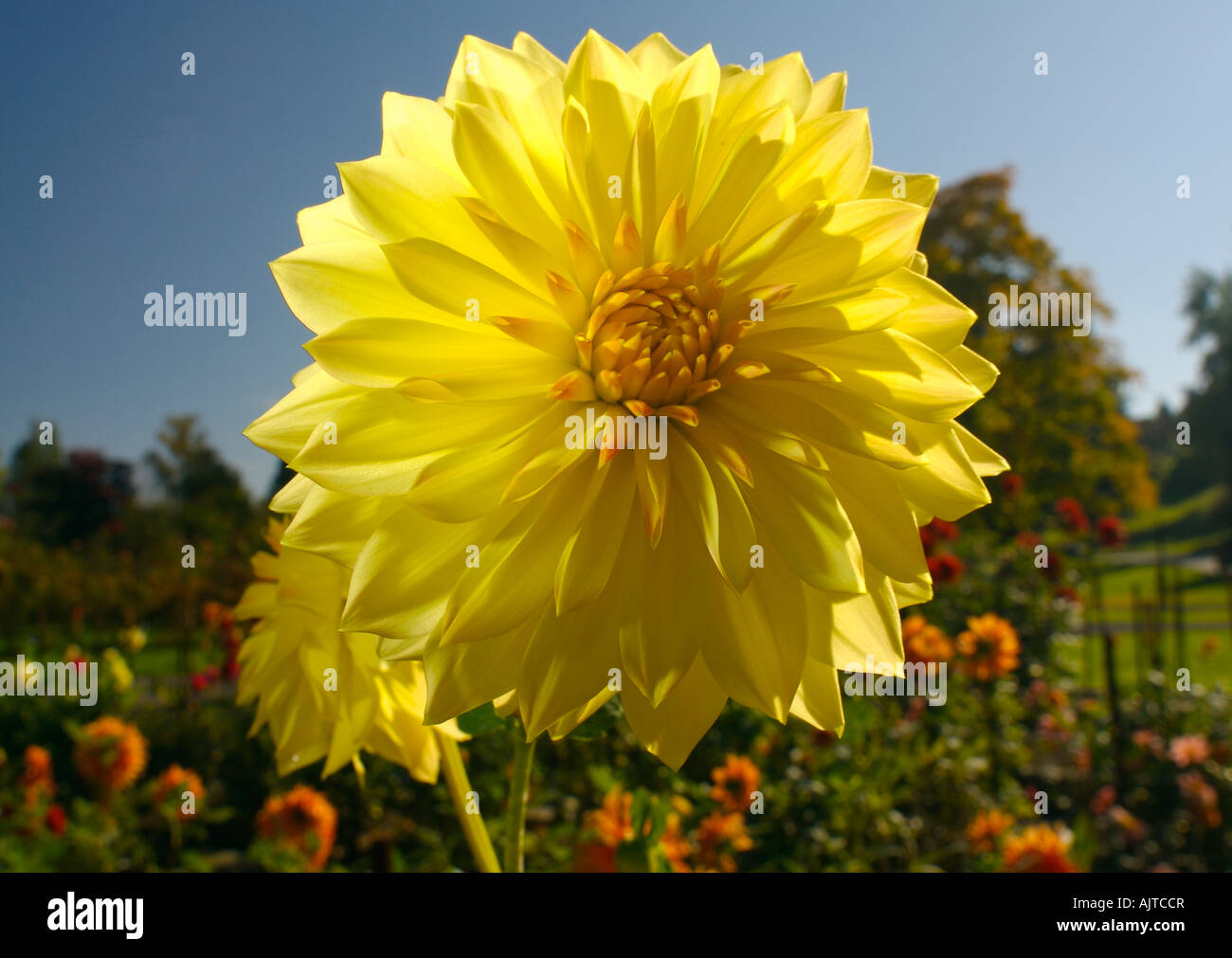 Dekorative Dahlie Blume Dahlie Trial Garden Point Defiance Park, Tacoma, Washington, Vereinigte Staaten von Amerika Stockfoto