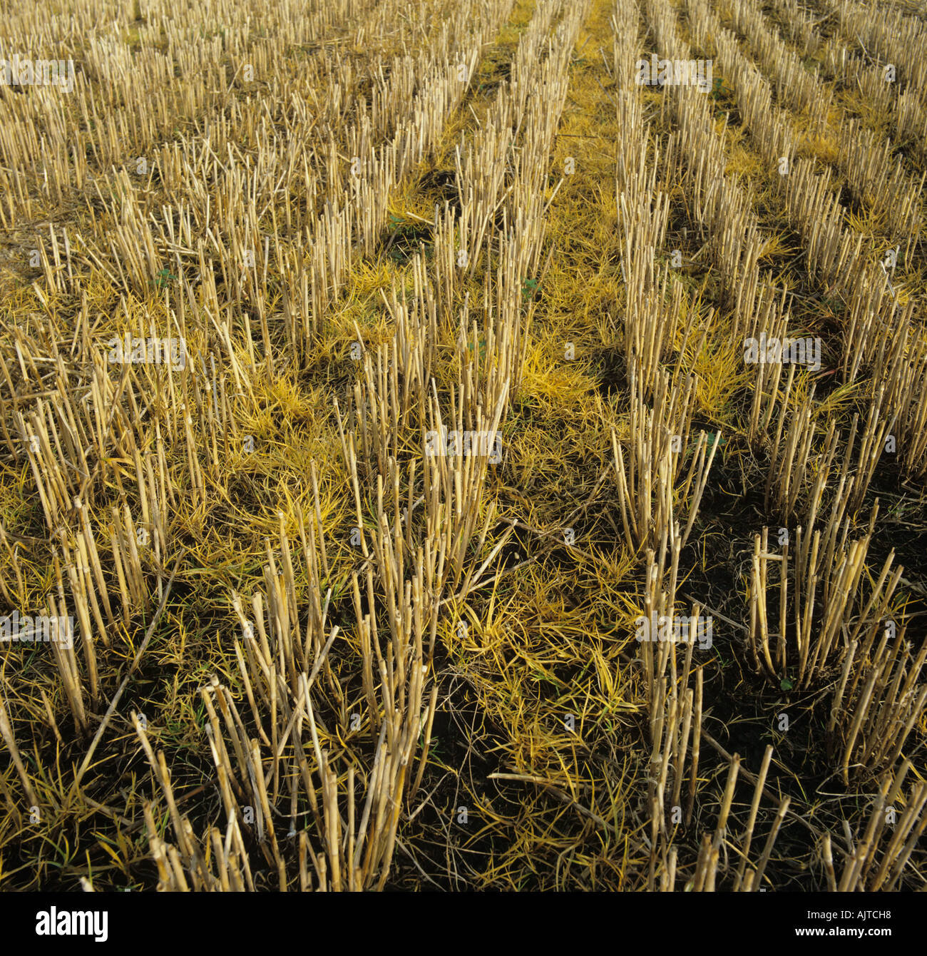 Wirkung von Glyphosat Herbizid gesprüht auf Rasen Unkraut Freiwillige in Stoppeln Stockfoto