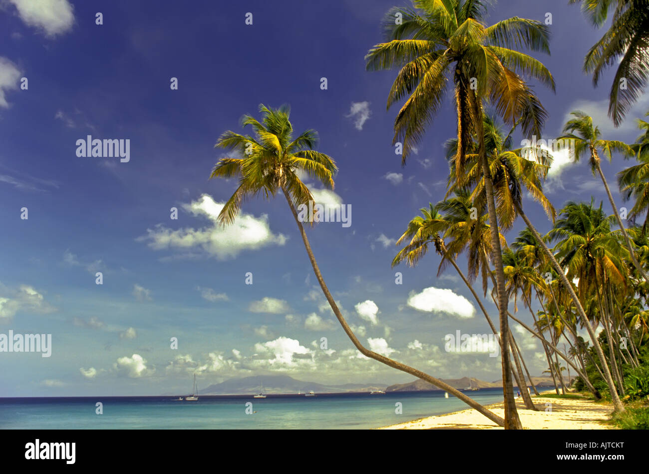 Pinney Strand, Nevis, mit idyllischen tropischen Umgebung von Palmen und ruhigen ruhigem Wasser, Pinney Strand, Nevis, idyllische Tropic Stockfoto