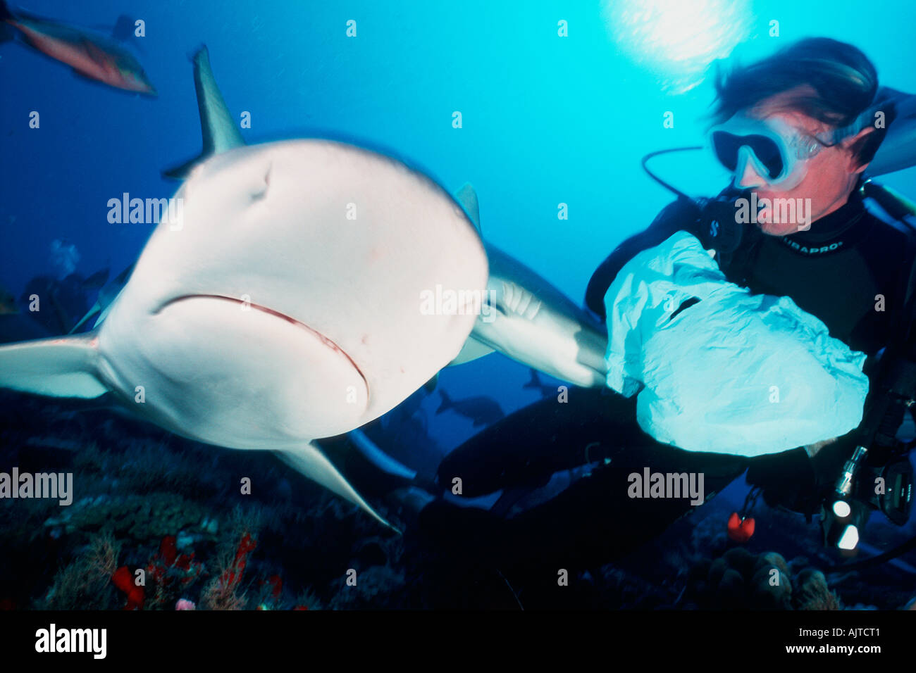 Ein Taucher hat seine Futtersack kontrolliert durch einen grauen Riffhai Stockfoto