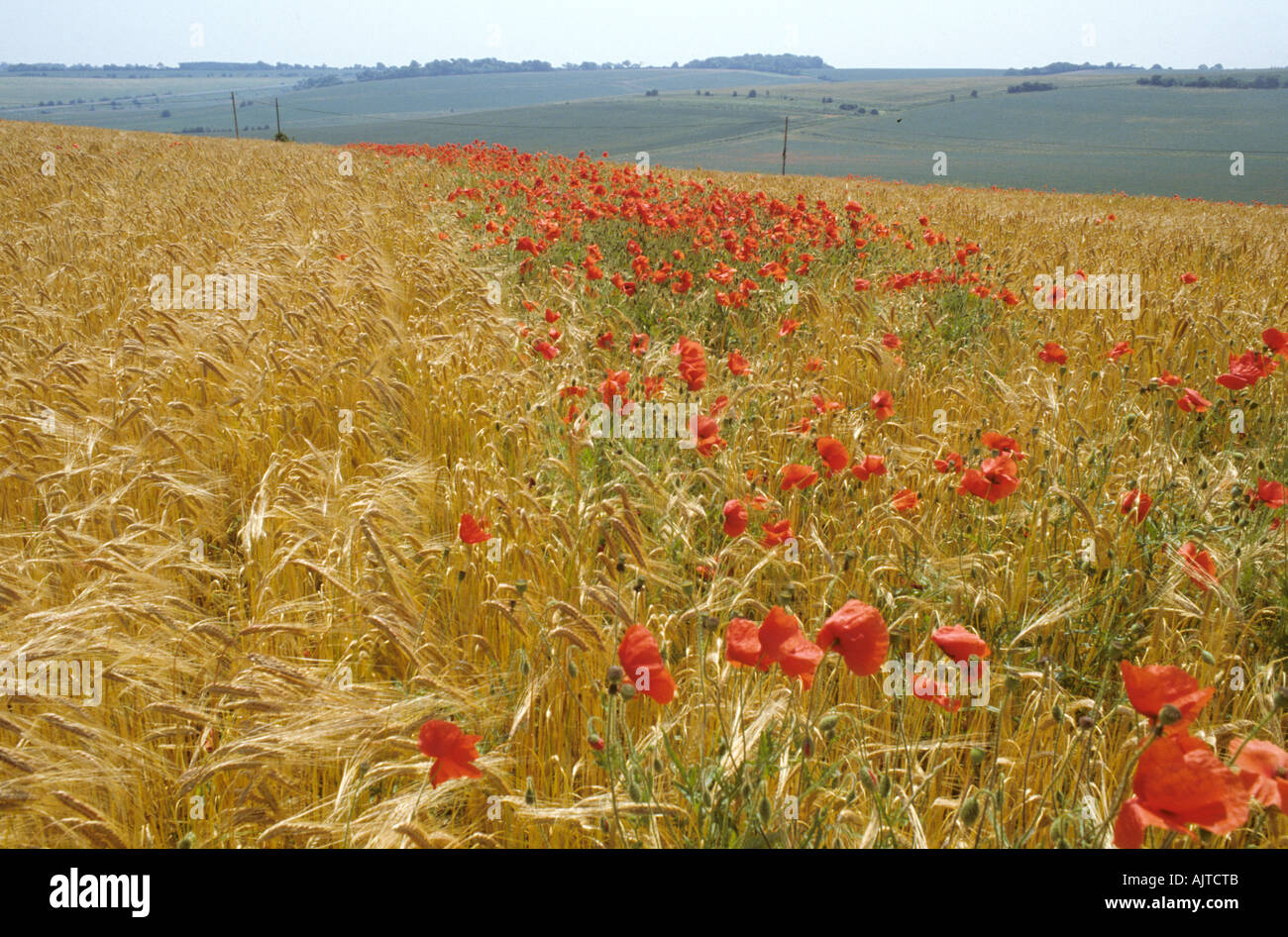 Suche entlang verpasste Spray Streifen von blühenden Mohn in eine Reife Gerste Ernte Stockfoto