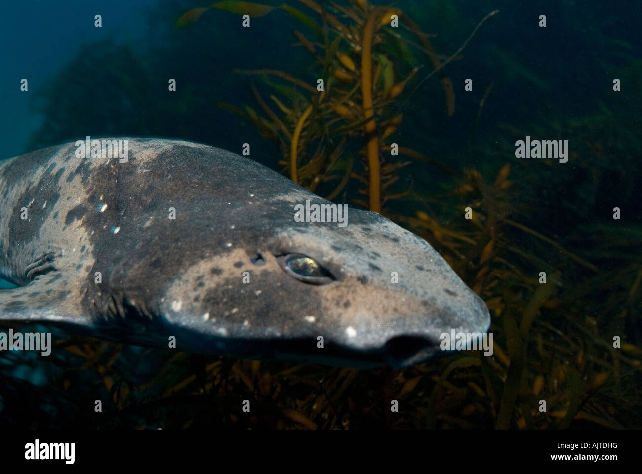 Australische Dünung Hai Schachbretts Hai Tasmanien Australien Stockfoto