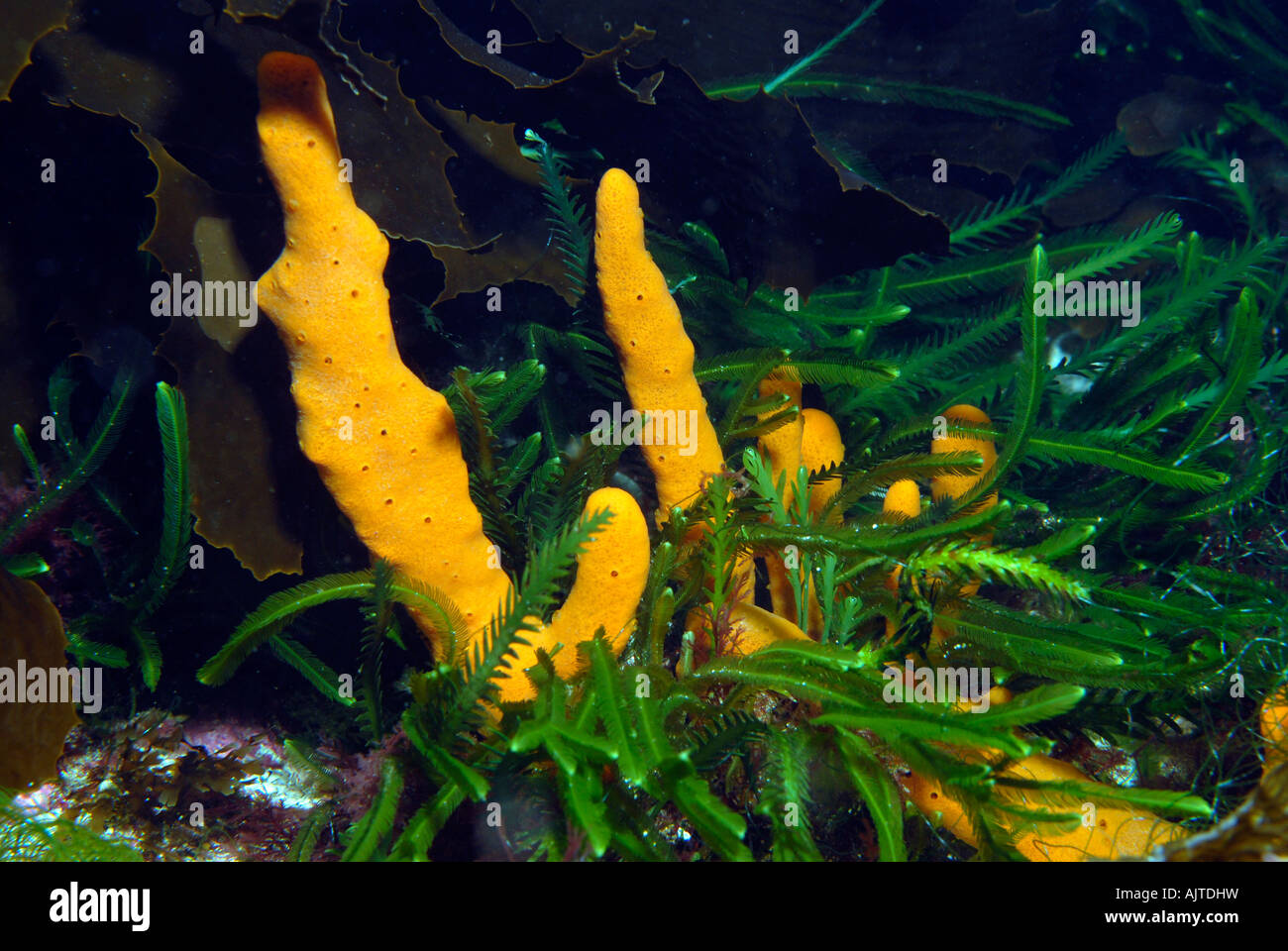 Gelbe Schwamm zwischen Algen Tasmanien Australien Stockfoto