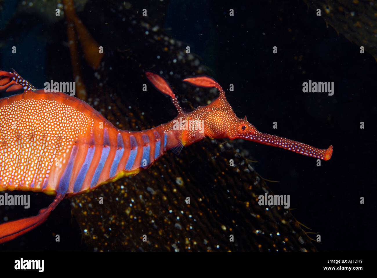 Weedy Sea Dragon Phyllopteryx Taeniolatus Tasmanien Australien Stockfoto