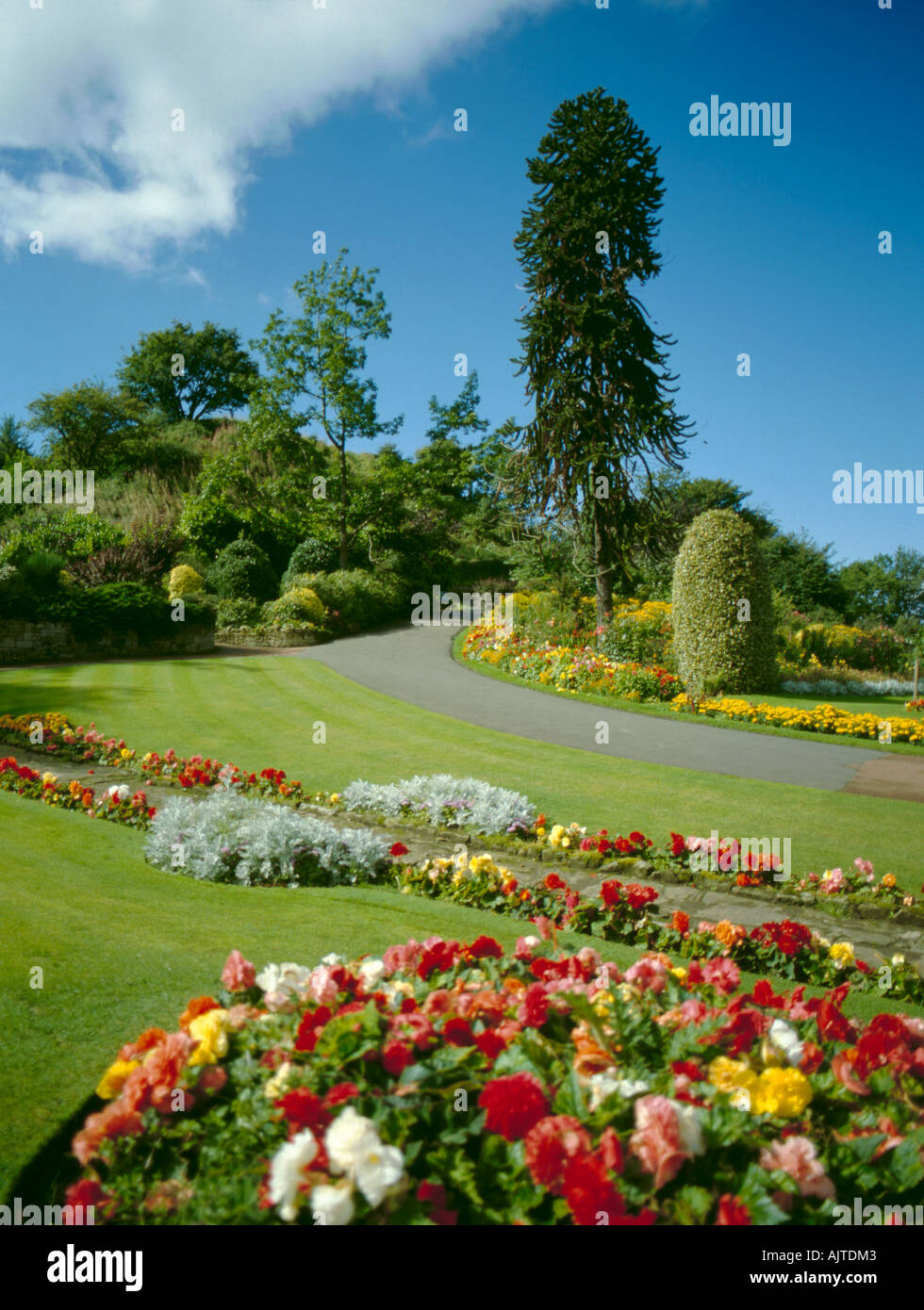 Affe Puzzle Baum (Araucaria Araucana), Carlisle Park, Morpeth, Northumberland, England, UK. Stockfoto