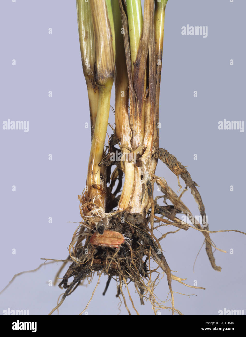 Fusarium oder Trockenfußfäule Fusarium sp Mycel-Infektion auf  Weizenstammbasis Stockfotografie - Alamy