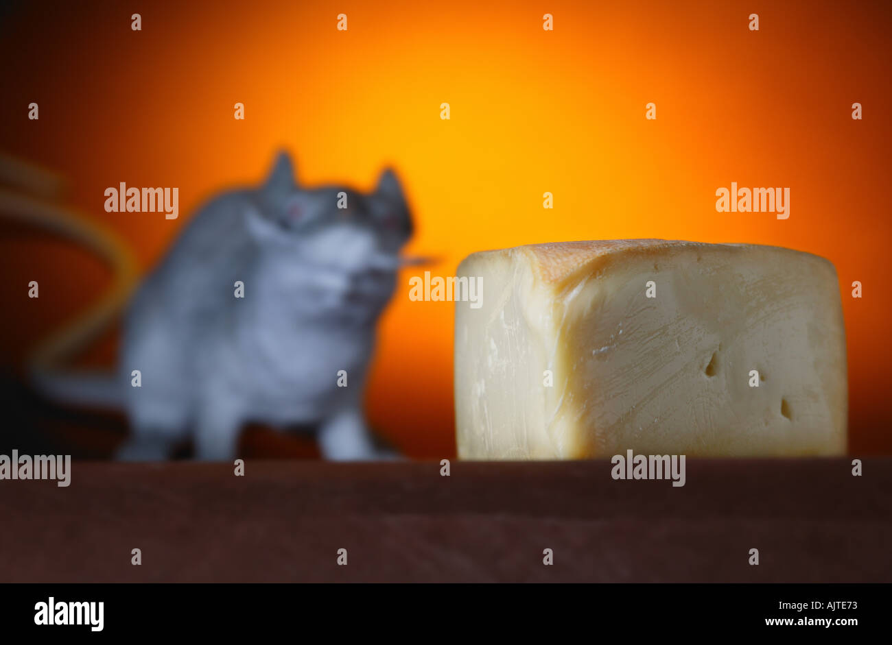 Stück Käse und Ratte im Hintergrund Stockfoto