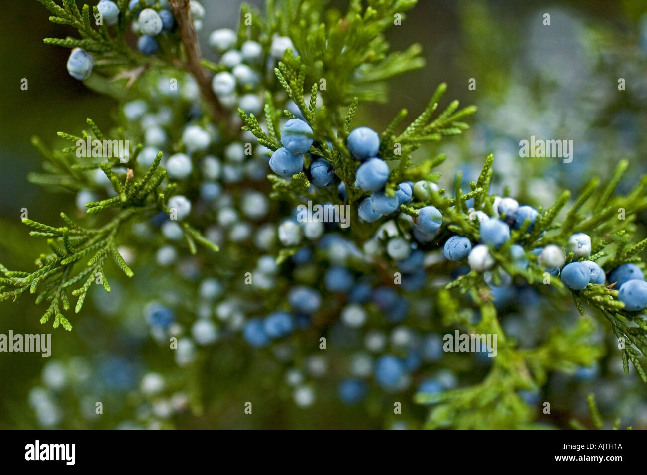 Blaue und weiße Beeren platzen aus einem immergrünen Hintergrund als Bush bereitet für den Winter Stockfoto