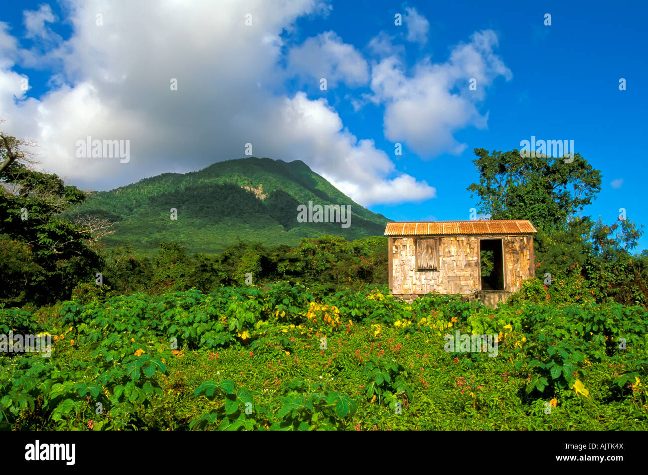 Mount Nevis, grünen Vulkan-Gipfel, offenen Feldern, Insel Nevis, St. Kitts und Nevis, Karibik Insel tropische Idylle Stockfoto