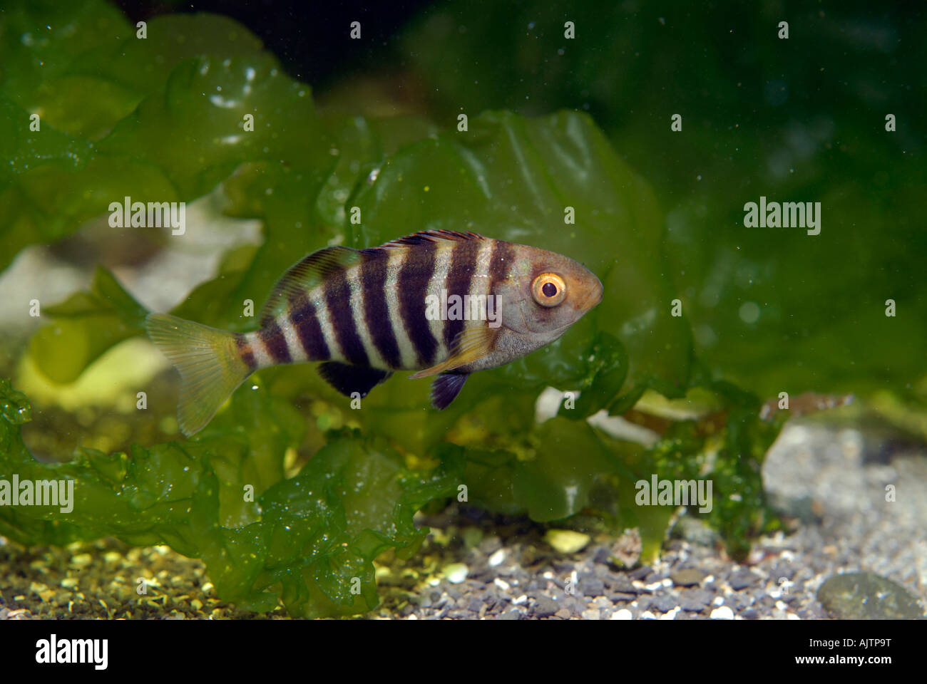 Jungfische zwischen Kelp Tasmanien Australien Stockfoto