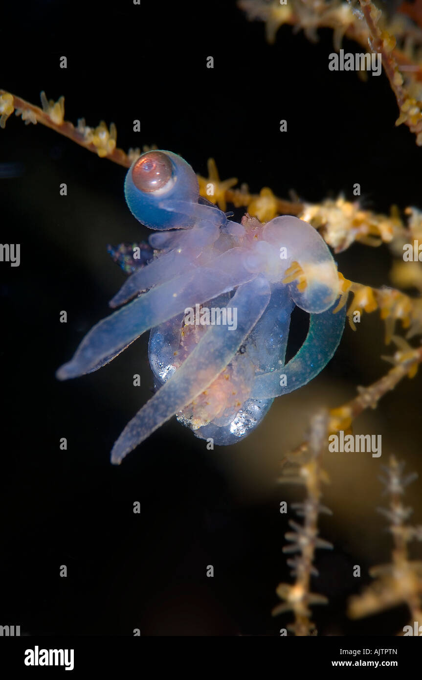 Octopus coral Fotos und Bildmaterial in hoher Auflösung Alamy