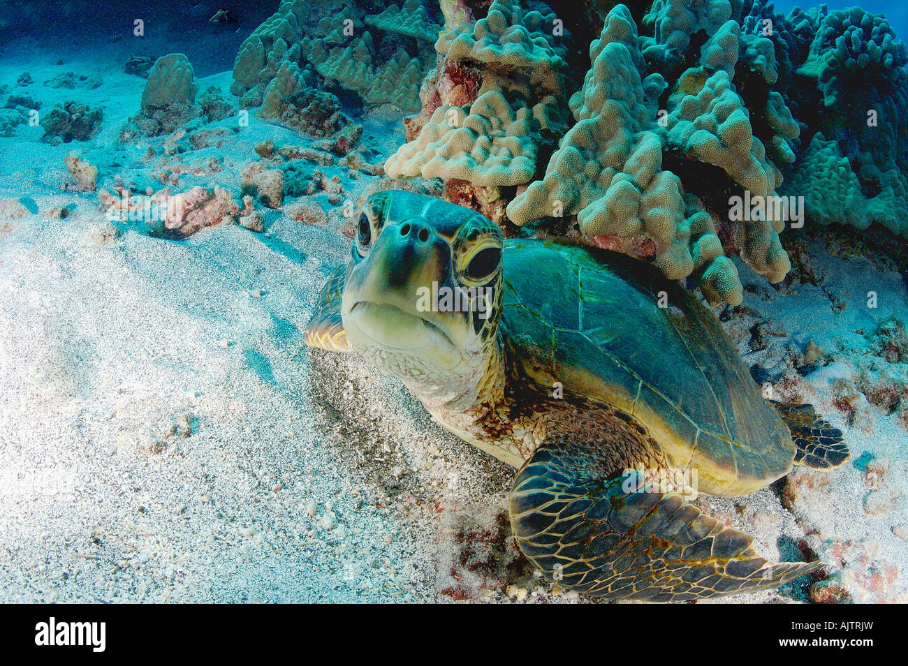 grüne Meeresschildkröte Chelonia Mydas Pazifik Hawaii USA Stockfoto