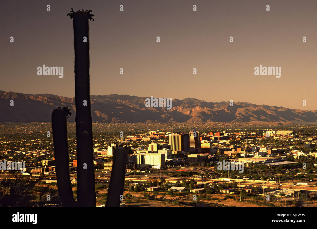 Saguaro, Tucson Downtown von Sentinel Peak bei Sonnenuntergang, Tucson, Arizona, USA Stockfoto