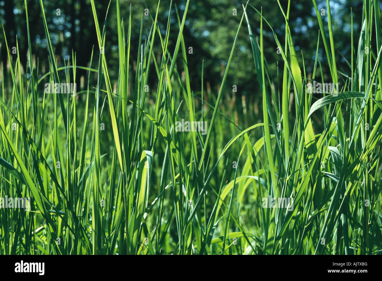 Grass Stockfoto