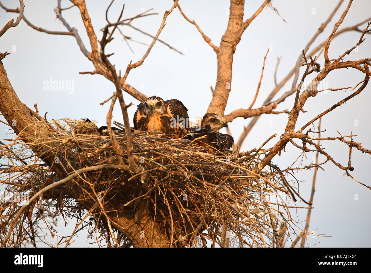 Zwei junge Falken im Nest neben Trans Canada Highway Stockfoto