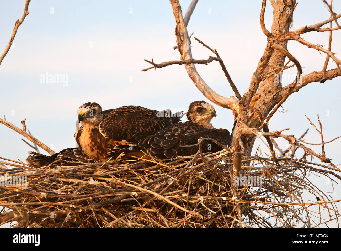 Zwei junge Falken im Nest neben Trans Canada Highway Stockfoto