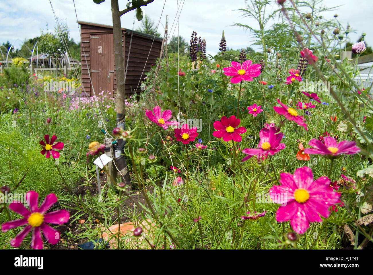 Ein Array von Gartenblumen im Garten Bio, Ryton, warwickshire Stockfoto