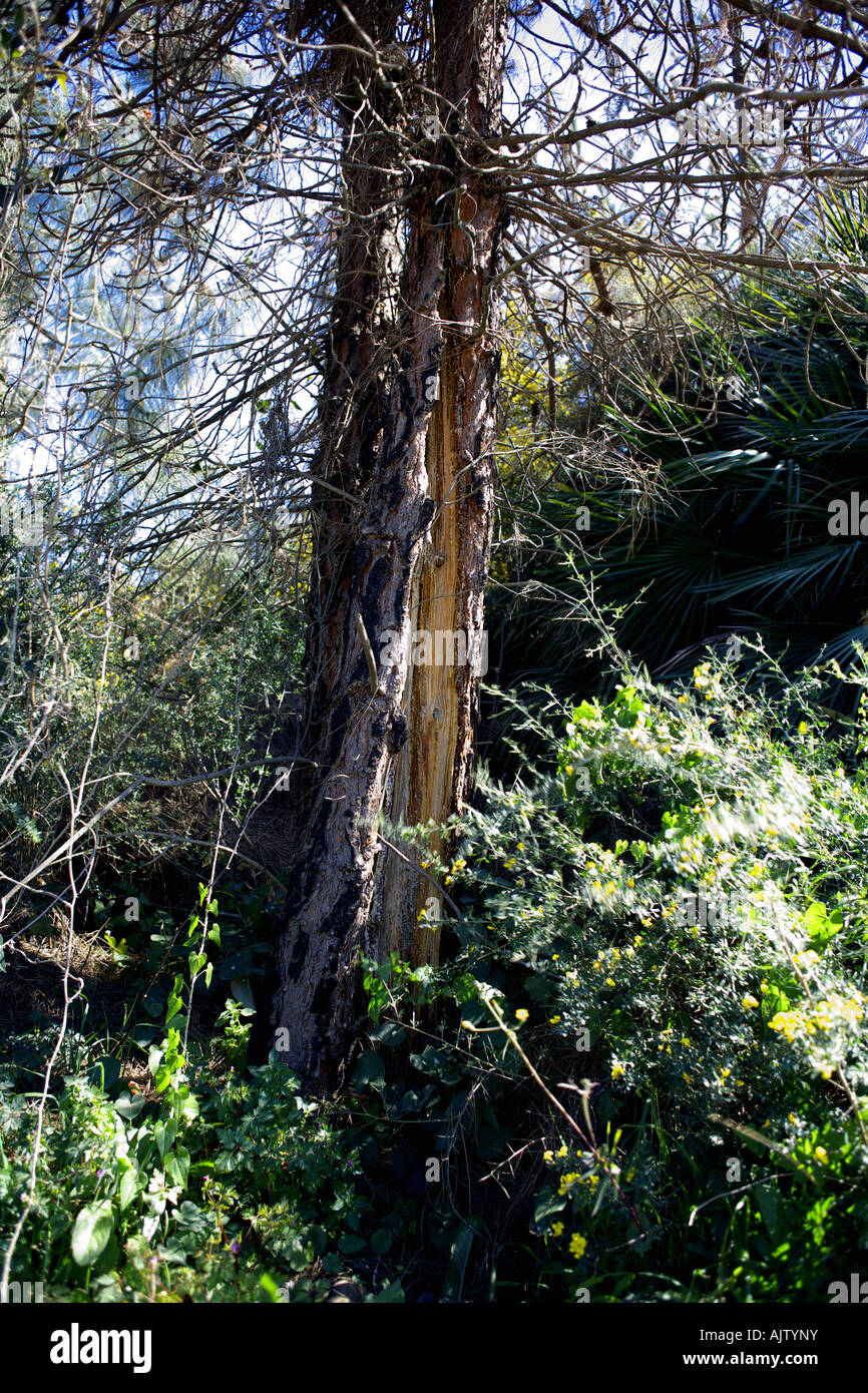 Split-Kiefer, die durch einen Angriff von Pine Pinienprozessionsspinner Raupen verwüstet wurde Stockfoto