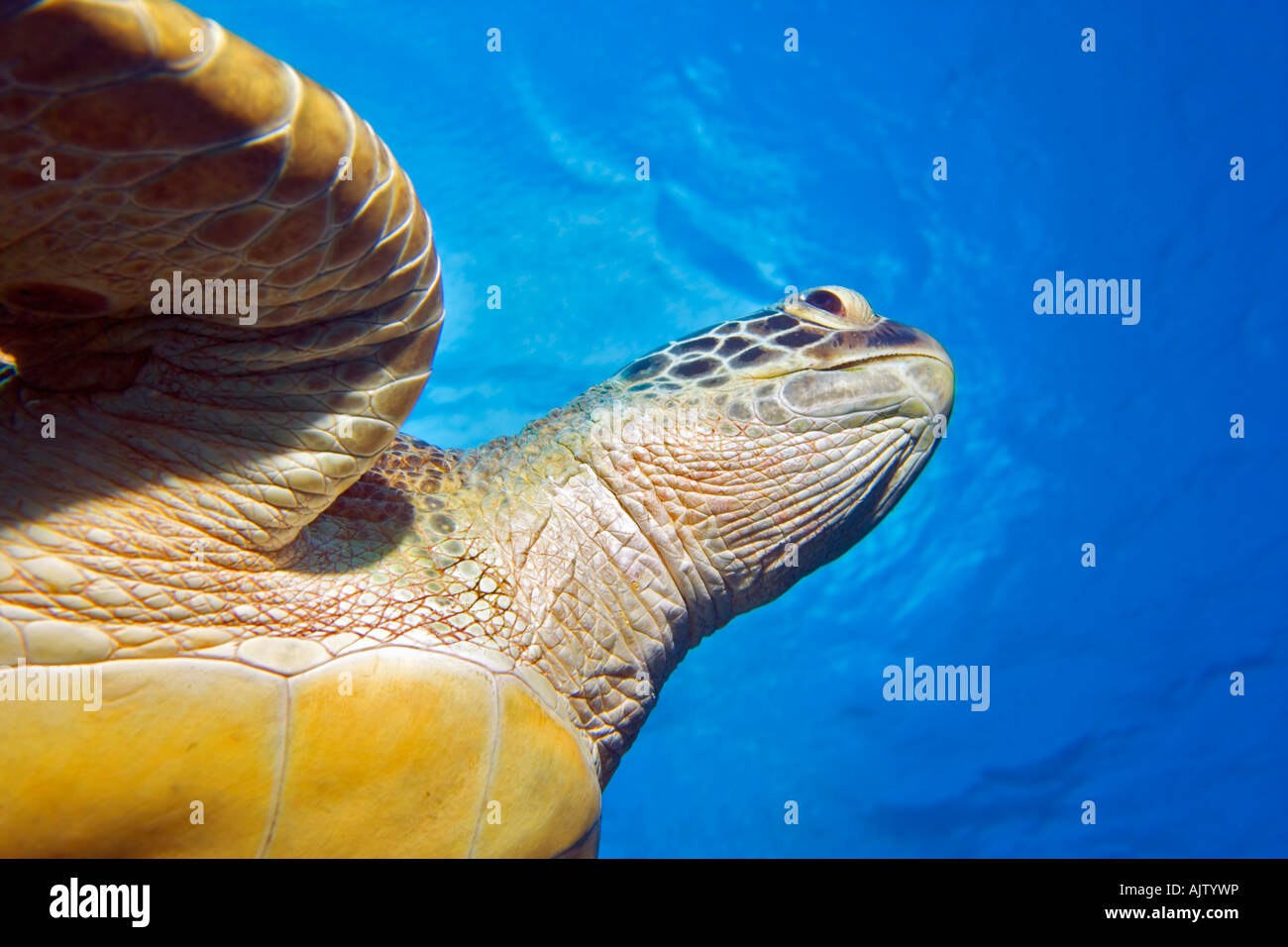 Eine grüne Meeresschildkröte gleitet majestätisch Overhead in der Region Marsa Alam an der ägyptischen Roten Meer. Stockfoto