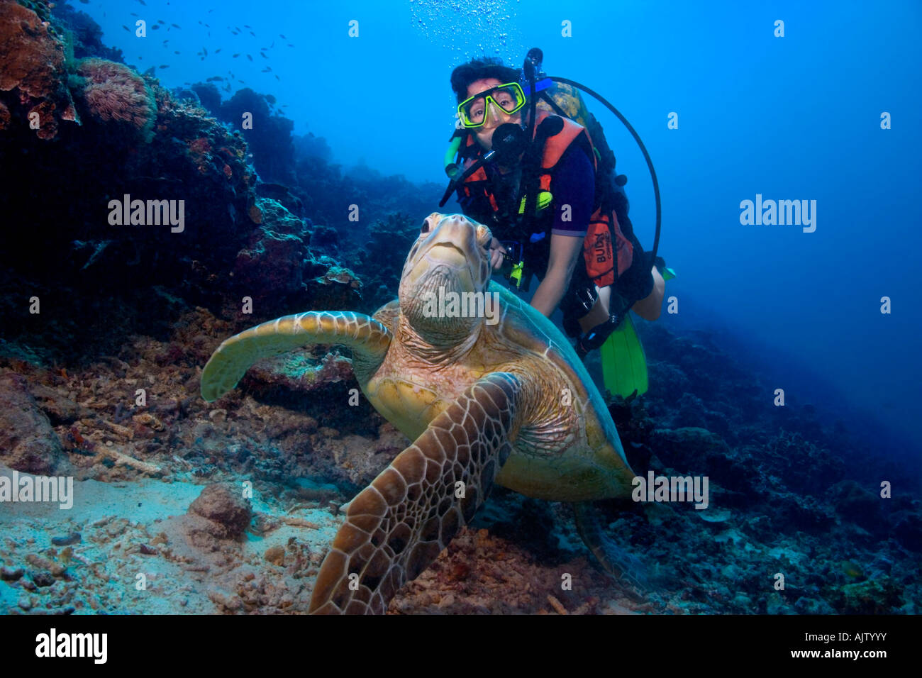 Ein Taucher posiert mit einem grünen Meeresschildkröten in der Celebes-See in der Nähe von Sipadan Island, Malaysia. Stockfoto