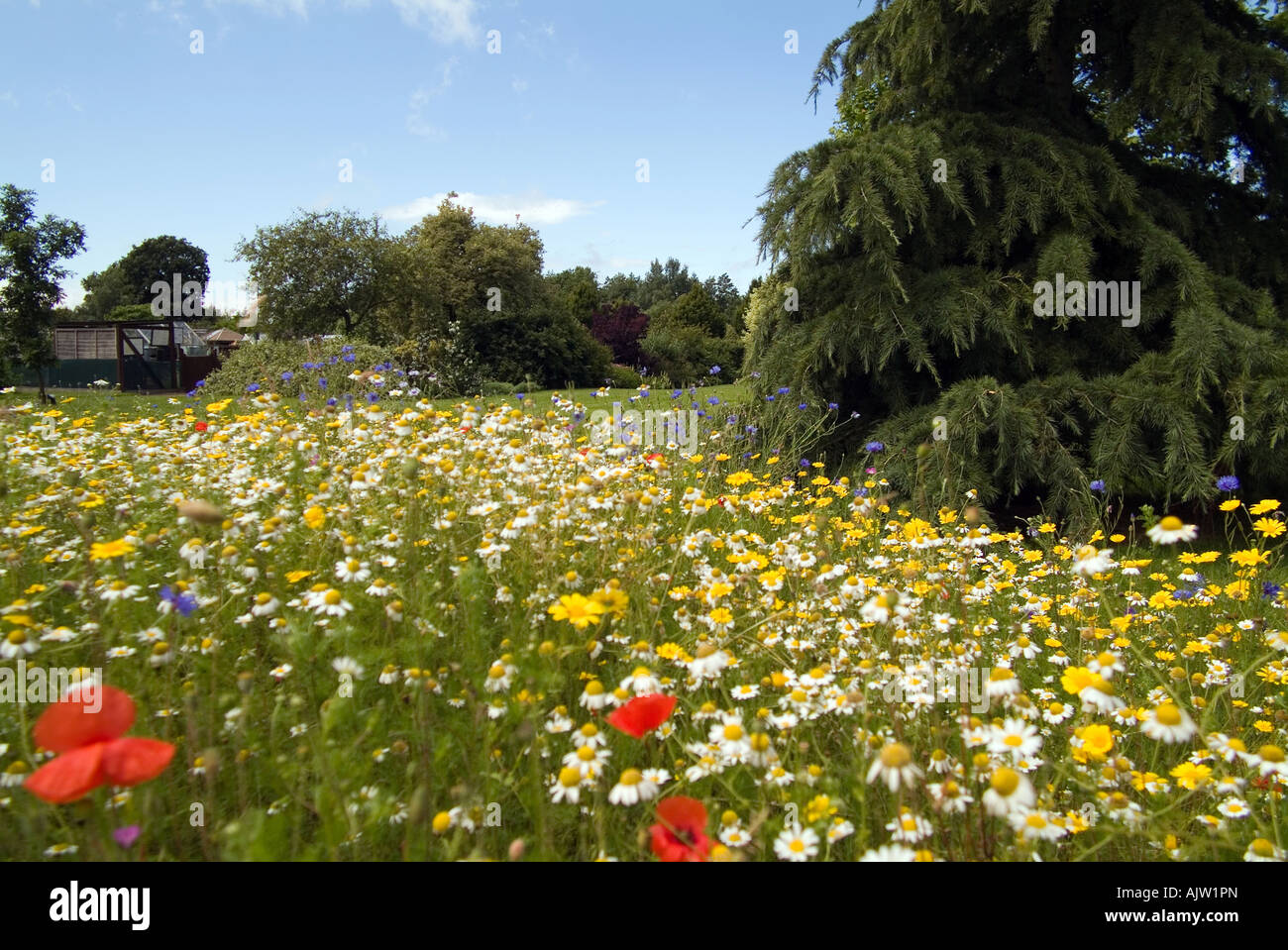 Ein Array von Gartenblumen im Garten Bio, Ryton, warwickshire Stockfoto