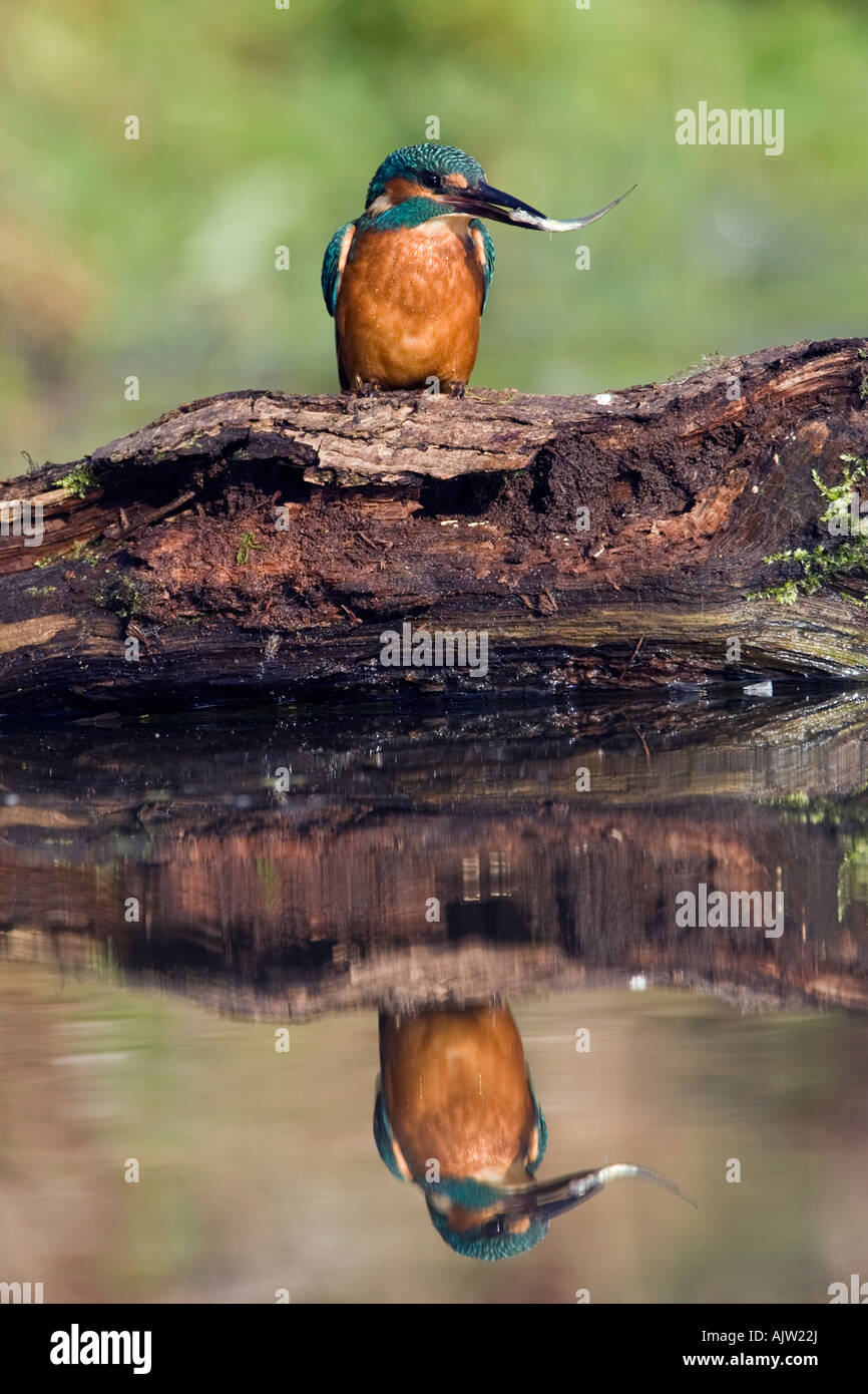 Eisvogel Alcedo Atthis auf Log mit Fisch im Schnabel und Spiegelung im Wasser Potton Bedfordshire Stockfoto