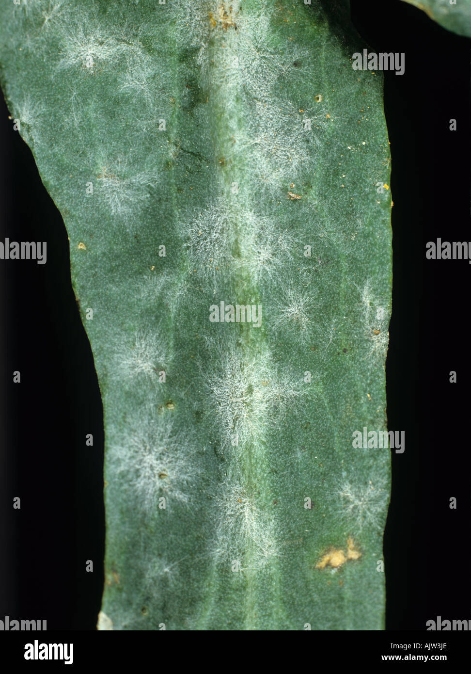 Echter Mehltau Erysiphe hier Pusteln auf eine Raps Raps-Blatt Stockfoto