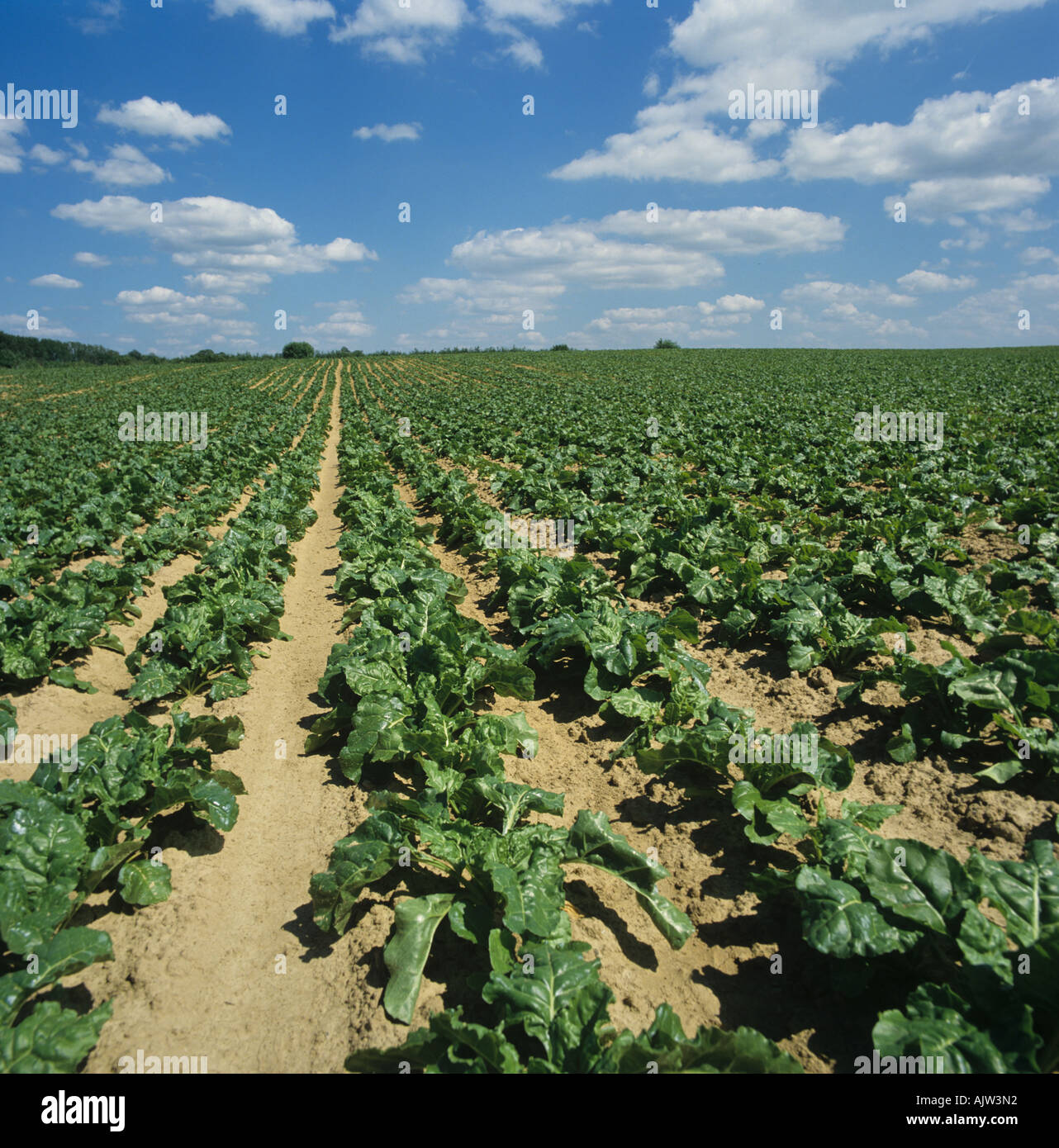 Unreifer Zuckerrüben-Ernte auf leichten Böden Belgien Stockfoto