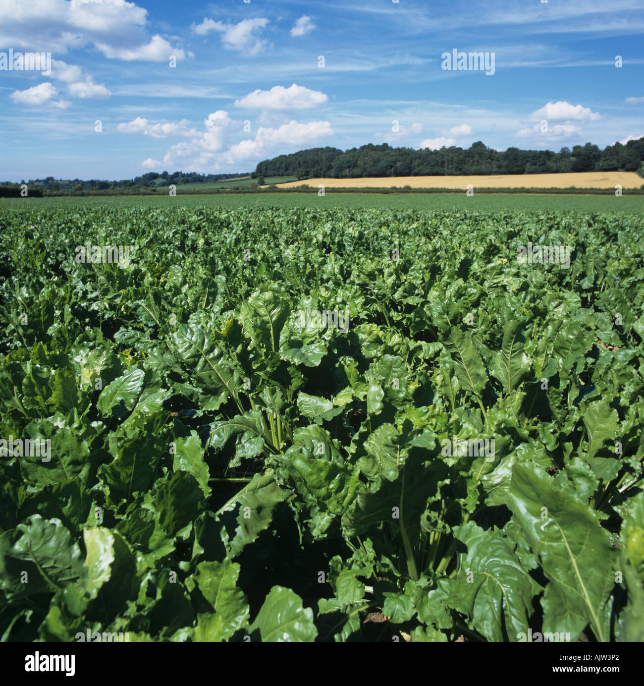 Gute Reifen Zuckerrüben-Ernte an einem feinen Sommertag Somerset Stockfoto