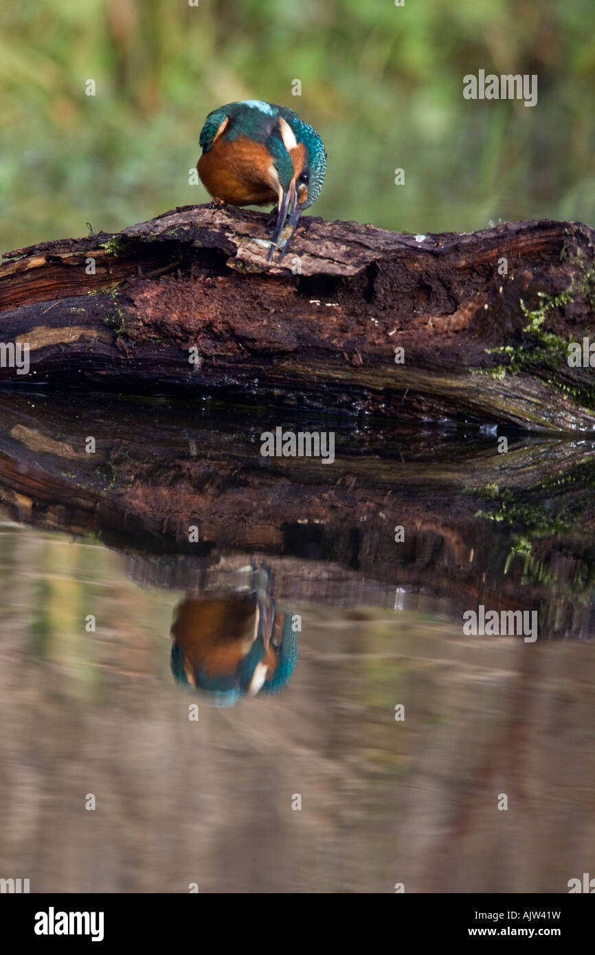 Eisvogel Alcedo Atthis gehockt Log Fisch auf Holz Potton Bedfordshire zu töten, es schlagen Stockfoto