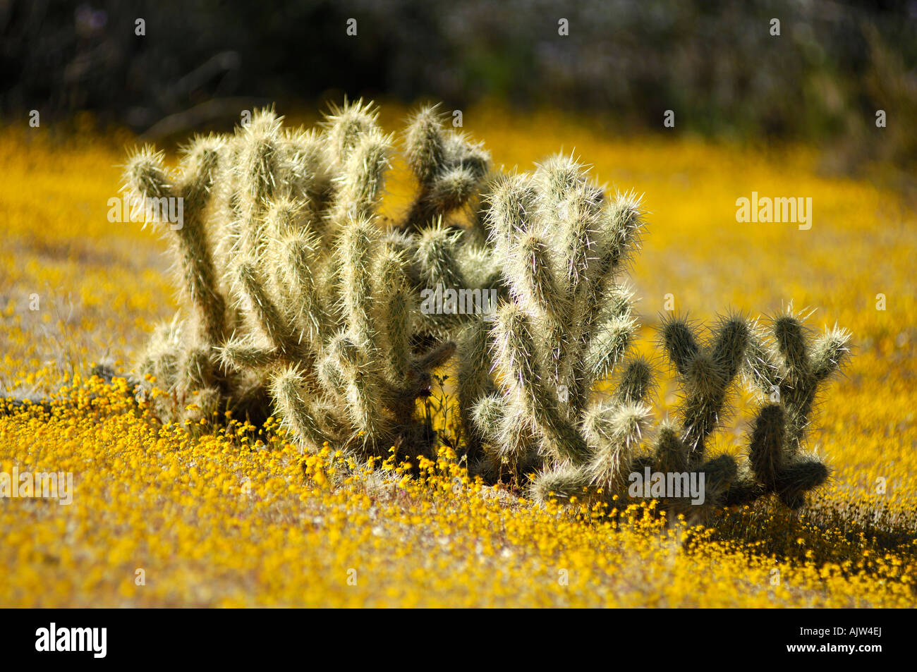 Cholla cactus Stockfoto