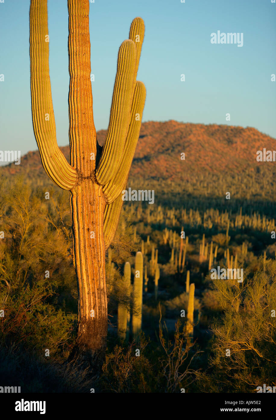 Eine große Saguaro-Kaktus im Vordergrund einer typischen südlichen Arizona Wüste Landschaft Stockfoto