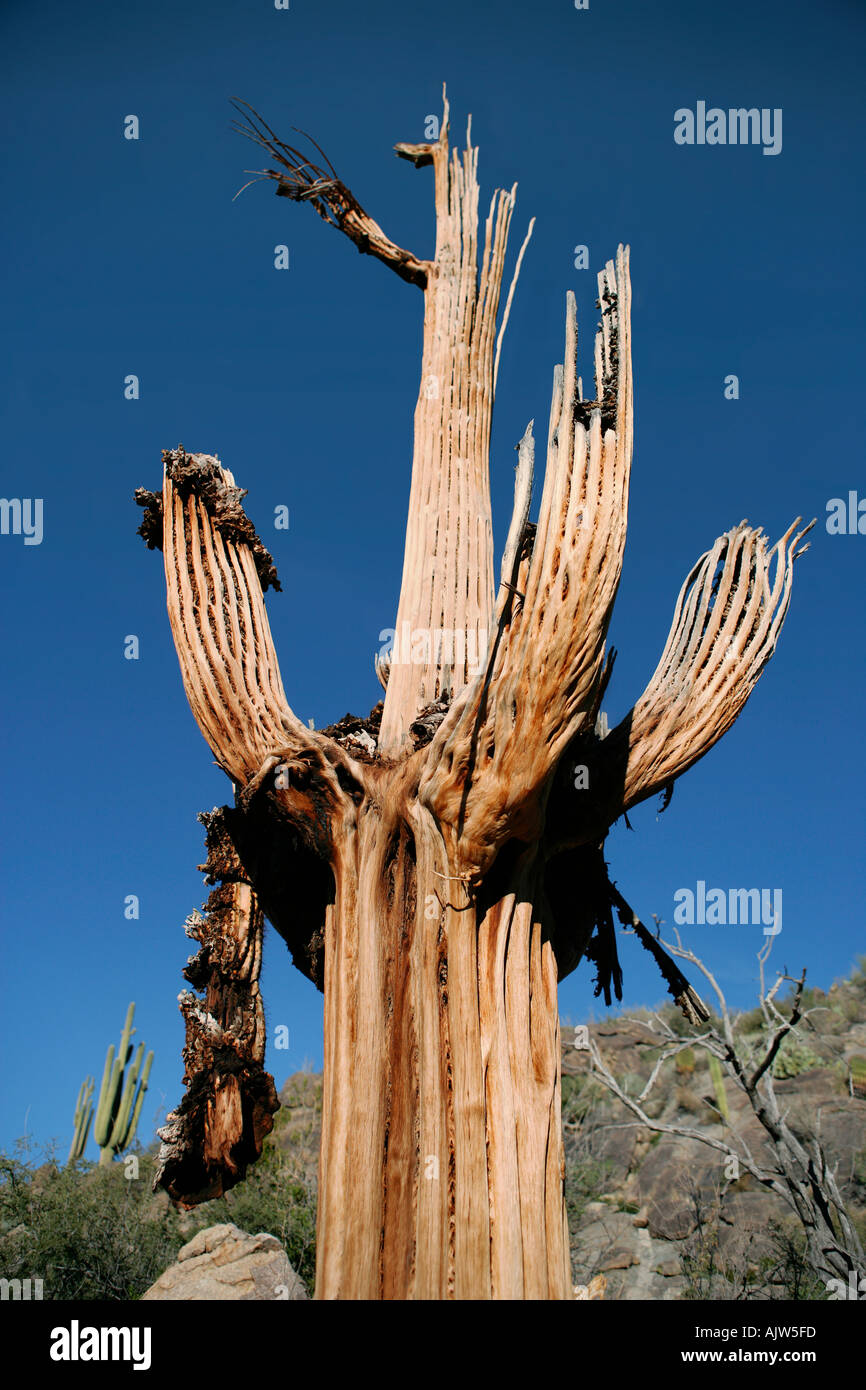Ein Saguaro-Kaktus-Skelett langsam verwittert und zerfällt in der Wüste von Arizona Stockfoto