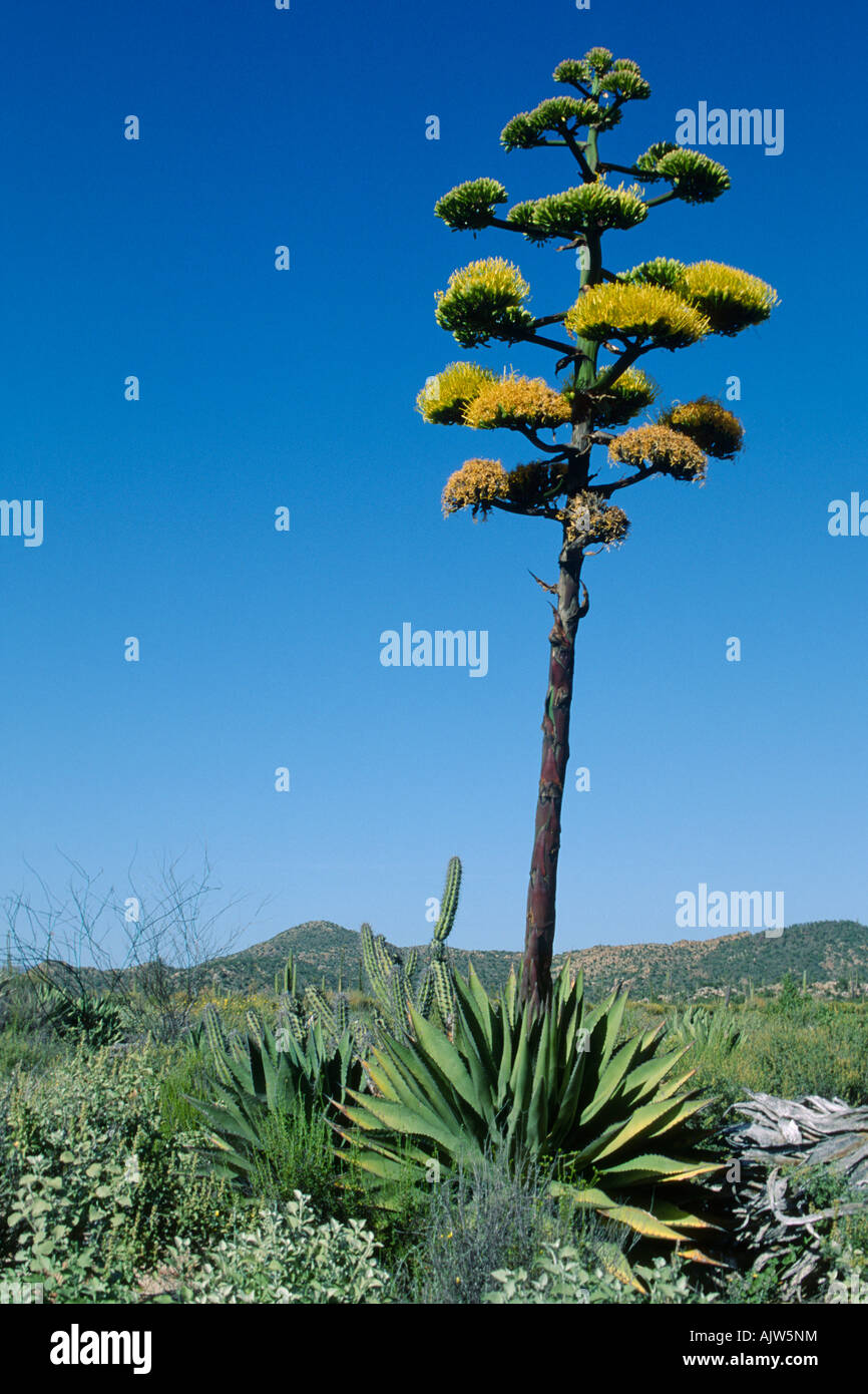 Wste-Agave-Pflanze in voller Blte Stockfotografie - Alamy