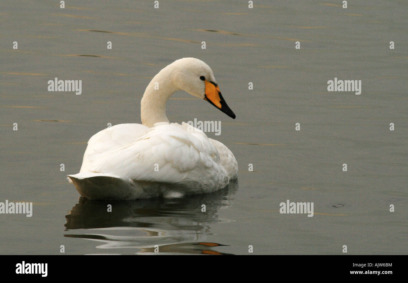 Singschwan (Cygnus Cygnus) Stockfoto