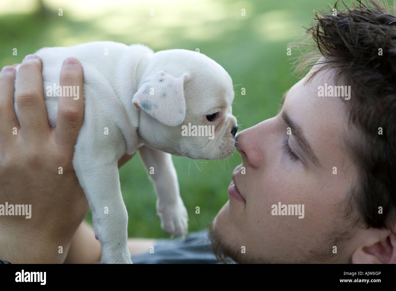 Schwarz / weiß französische Bulldogge Nasen reiben, mit einem jungen Mann Stockfotografie Alamy