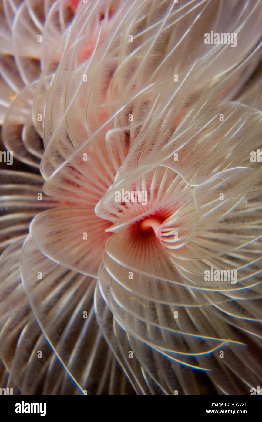 Feder-Wurm Protula sp Anilao Batangas Philippinen Pazifischen Ozean Stockfoto