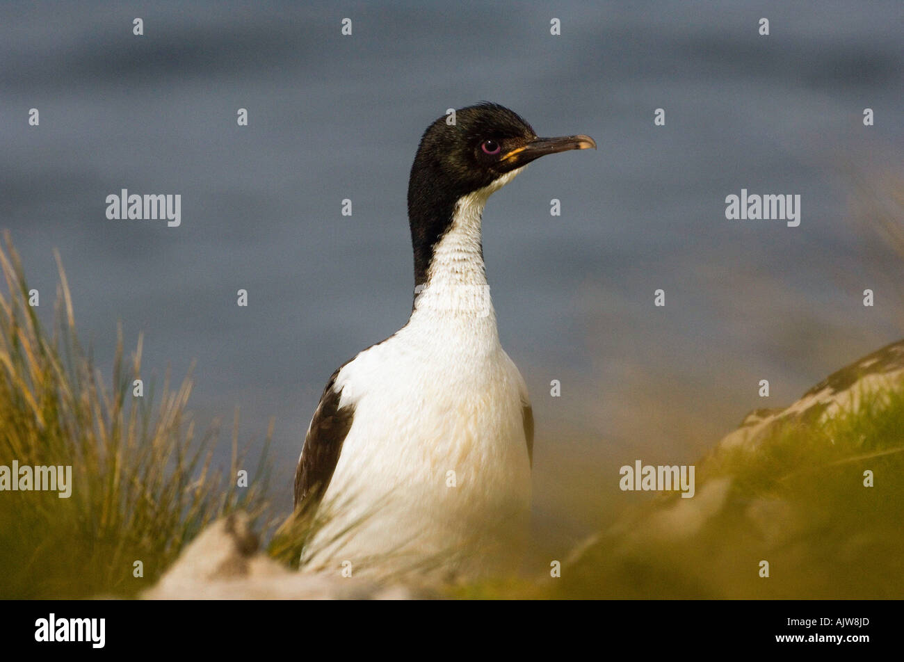 Auckland Island Shag Stockfoto