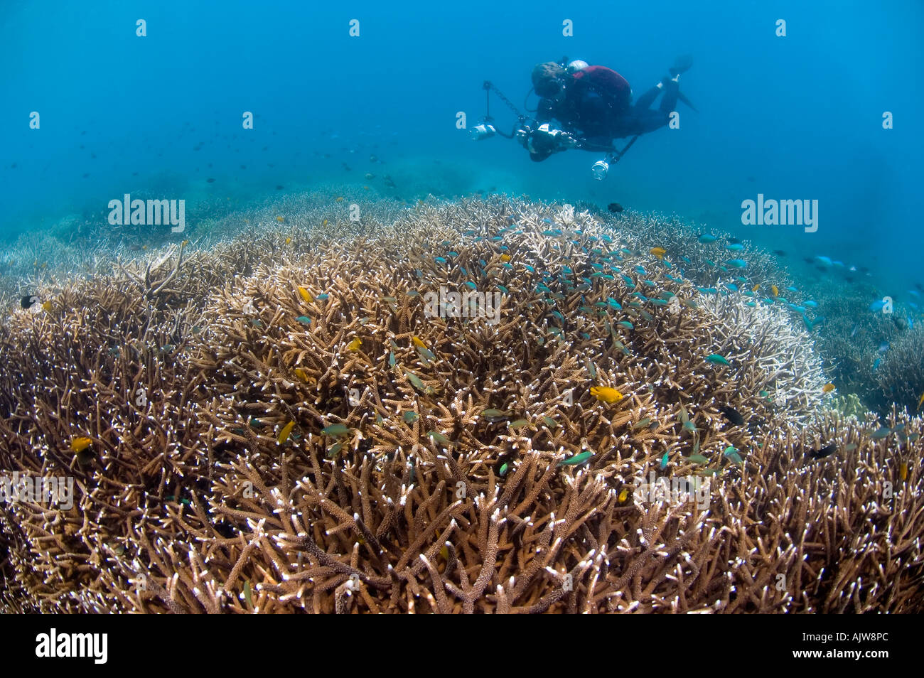 Ein Fotograf Kreuzfahrten über einen harten Korallen Garten Acroporas sp Porites sp Anilao Batangas Philippinen Pazifik Stockfoto