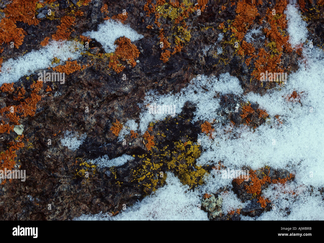 Bunte bunte crustose Flechten und Schnee auf einem Felsen. Stockfoto