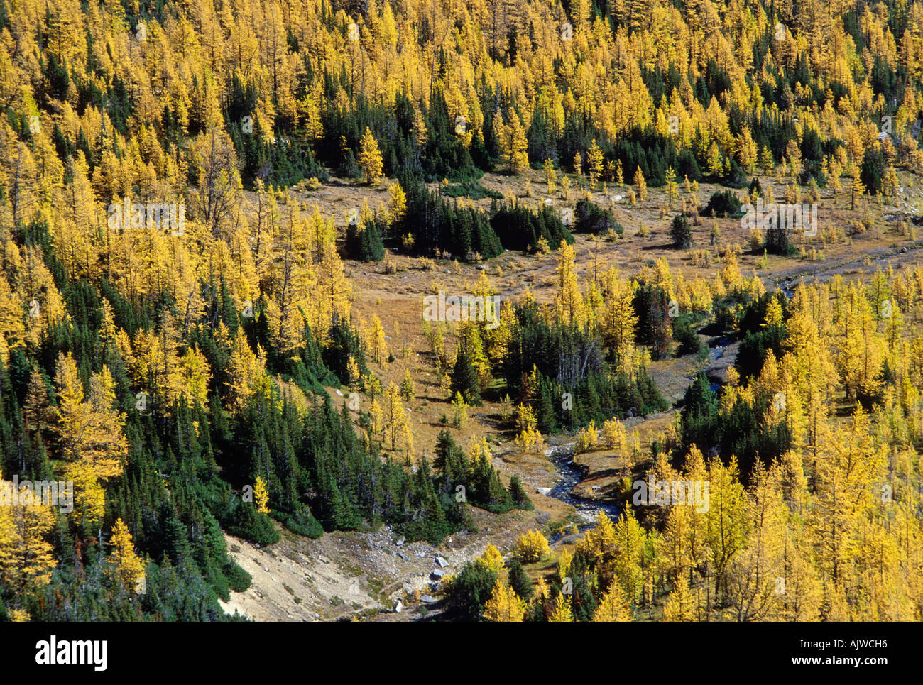 Taiga, subalpine Lärche im Herbstlaub und Gegenbaur Fichte, Lärche Valley, Banff Nationalpark, Alberta Stockfoto