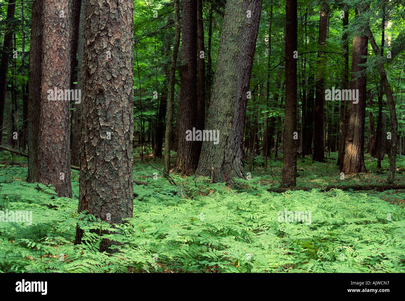 Weymouthskiefer und Red Pine Forest, Hartwick Pines State Forest, Michigan Stockfoto