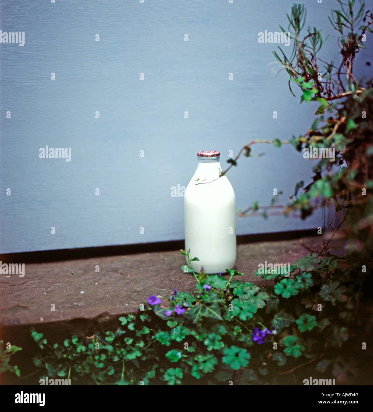 Eine Glasmilchflasche vor einer Türe an einer blauen Tür mit Kopierraum und Pflanzen grüne Blätter in Llanthony, Ewyas Valley, Wales, Großbritannien KATHY DEWITT Stockfoto