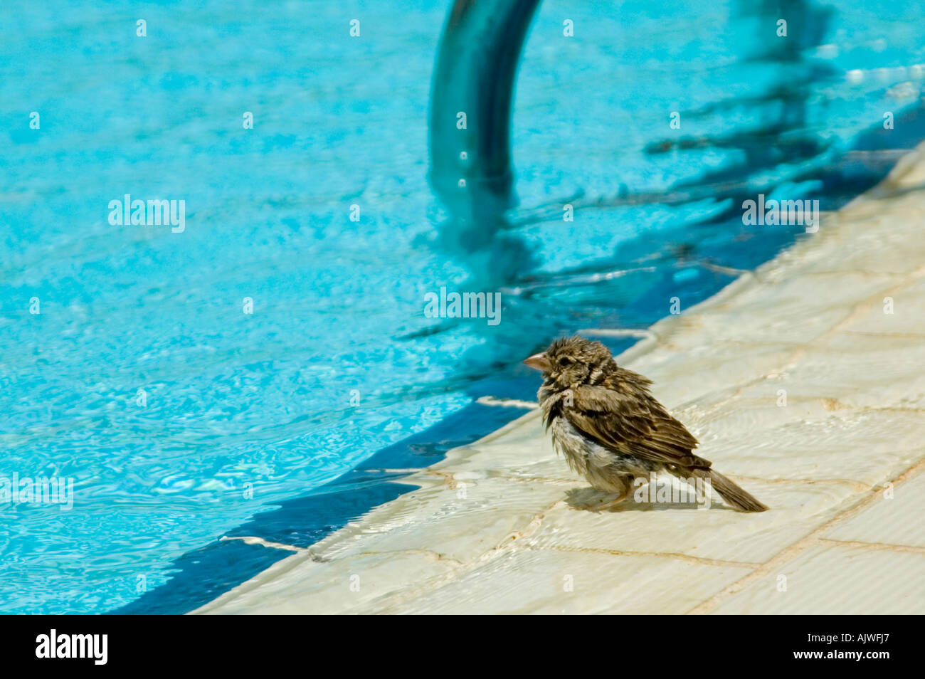 Horizontale Nahaufnahme von einem Erwachsenen weiblichen Haussperling [Passer Domesticus] haben ein schnelles Bad am Pool. Stockfoto