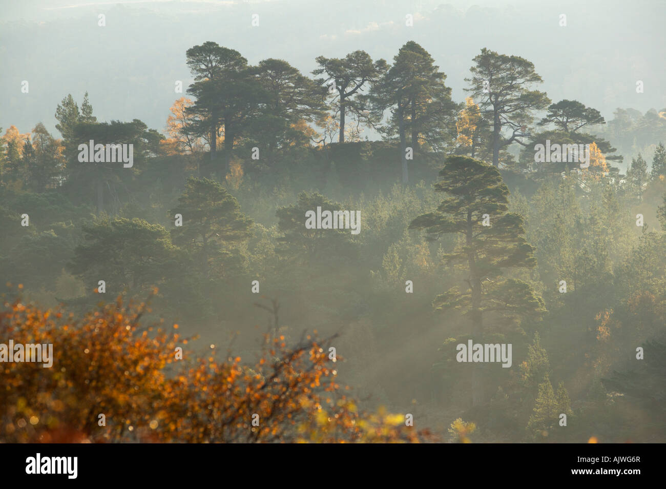 Caledonian Wald in Glen Affric, Inverness, Highland, Schottland, UK Stockfoto